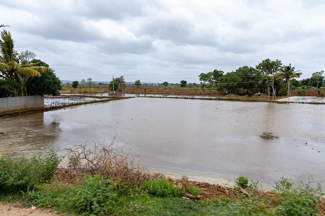 A flooded paddy field in Raichur district, Karnataka, during the July 2025 monsoon, the kind of rain-fed kharif crop a weak 2026 season puts at risk